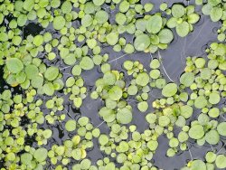 Froschbiss - Hydrocharis morsus ranae